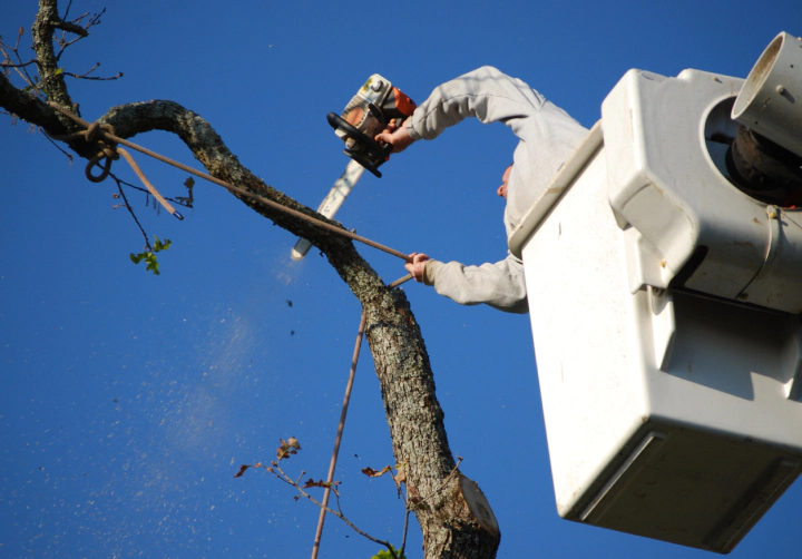 tree service worker cuts branch with a chainsaw lawrenceville ga